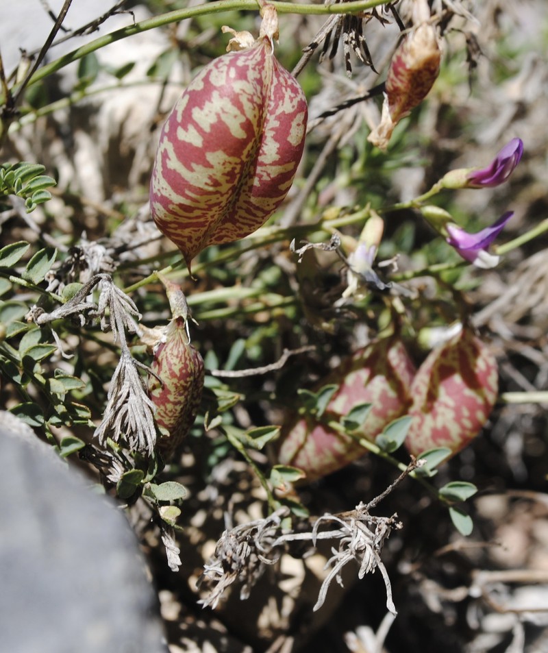 Astragalus oophorus var. clokeyanus photo 8