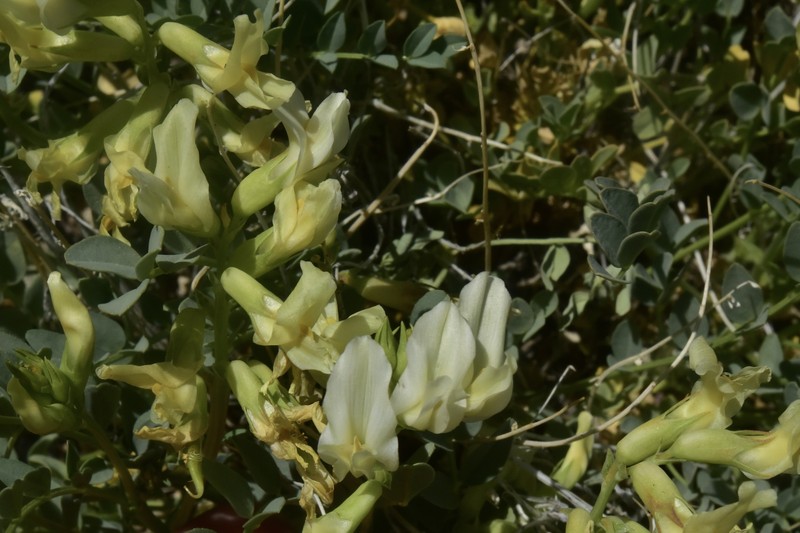 Astragalus oophorus var. lavinii