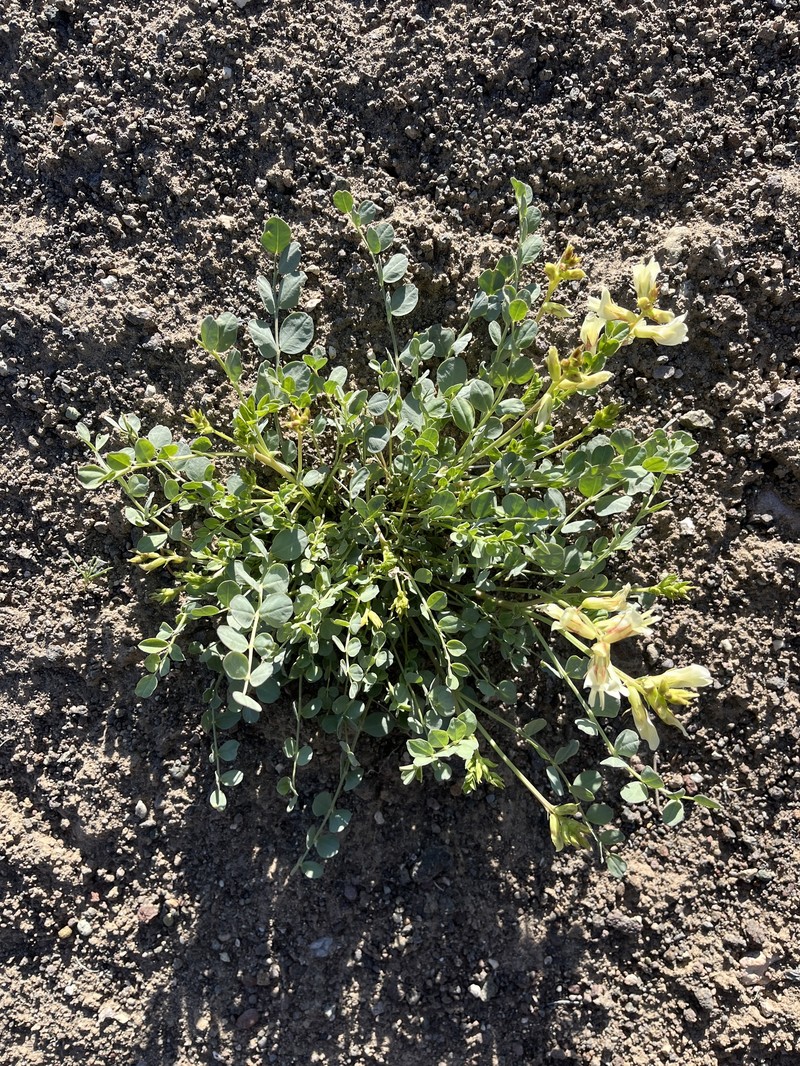 Astragalus oophorus var. lavinii photo 2