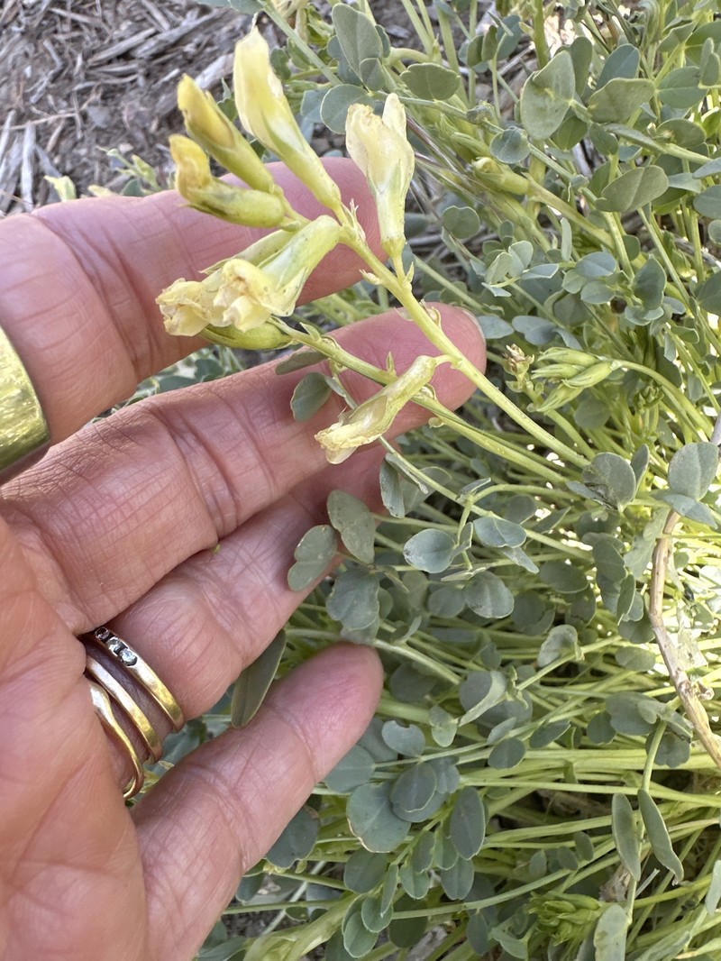 Astragalus oophorus var. lavinii photo 3