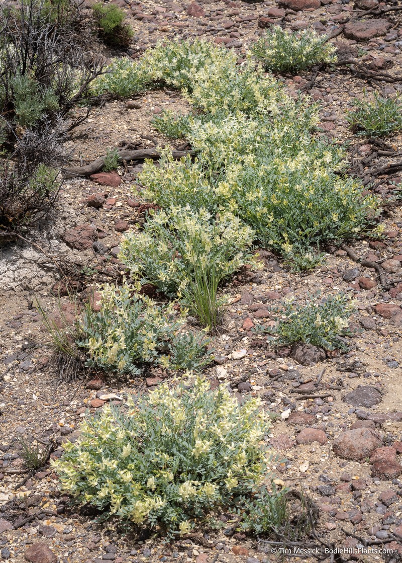 Astragalus oophorus var. lavinii photo 4