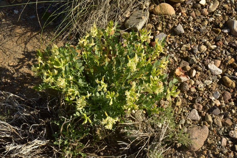 Astragalus oophorus var. lavinii photo 5