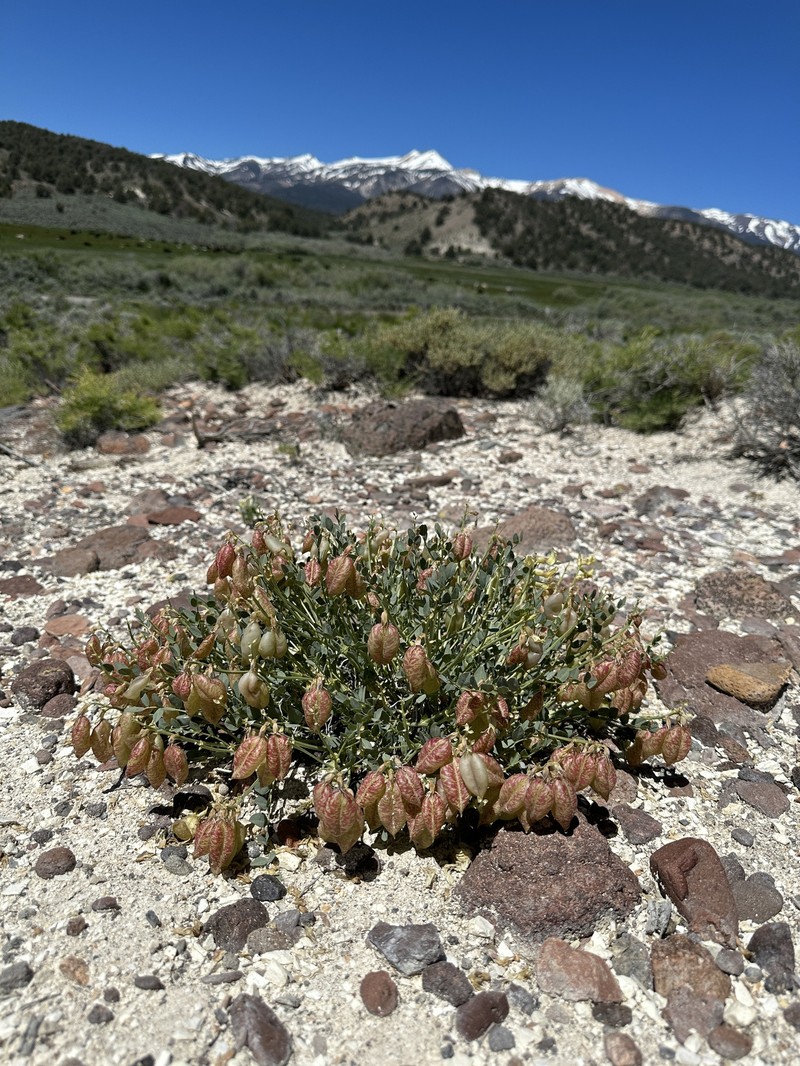 Astragalus oophorus var. lavinii photo 6