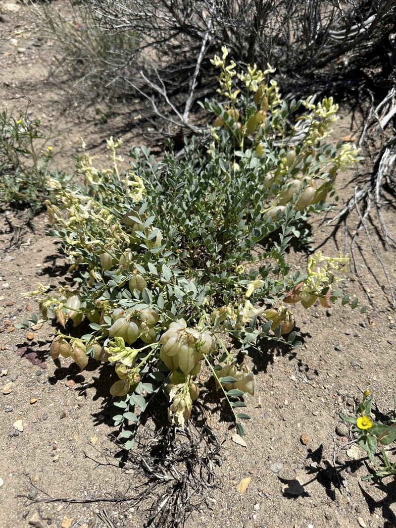 Astragalus oophorus var. lavinii photo 7