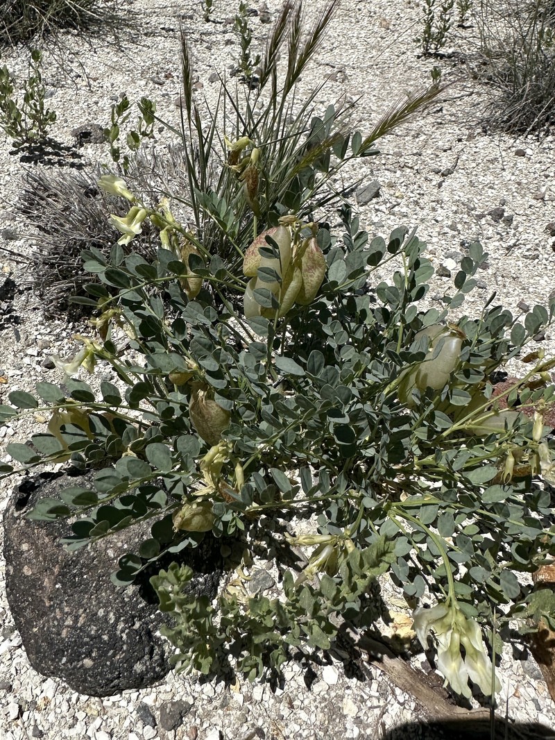 Astragalus oophorus var. lavinii photo 8