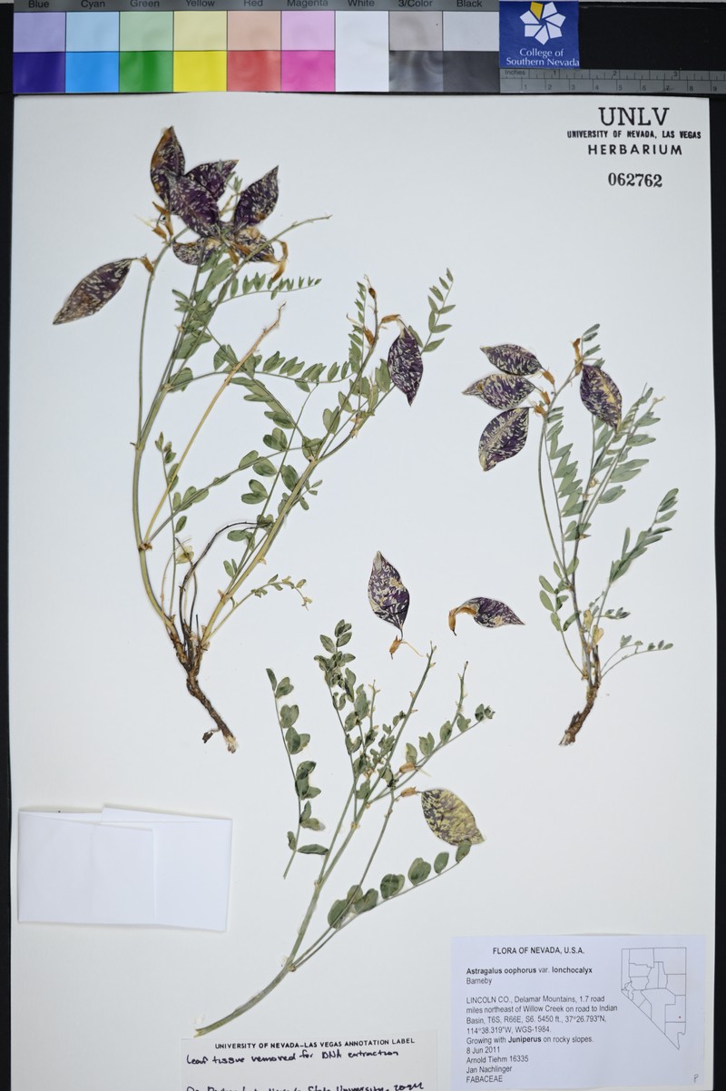 Astragalus oophorus var. lonchocalyx photo 2