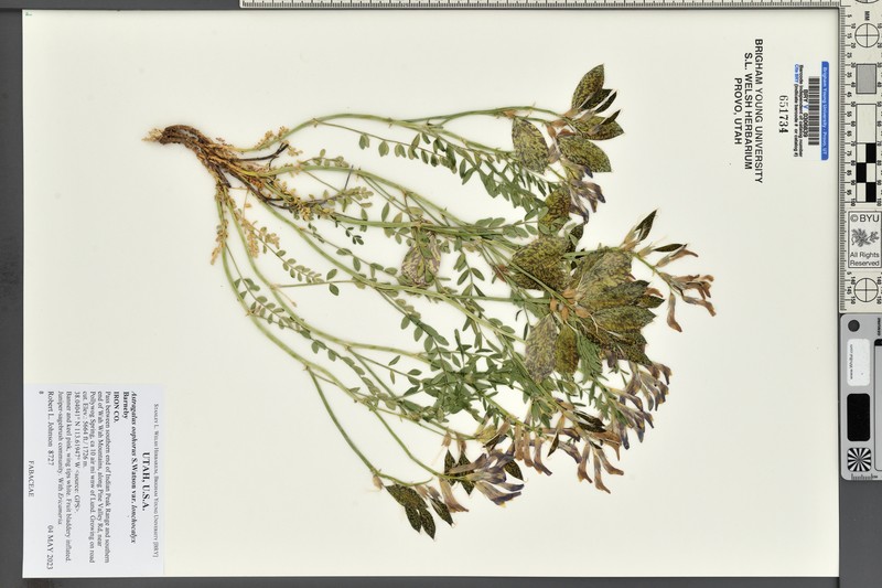 Astragalus oophorus var. lonchocalyx