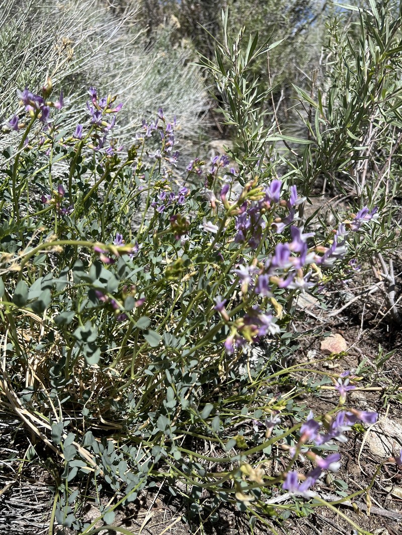 Astragalus oophorus var. oophorus