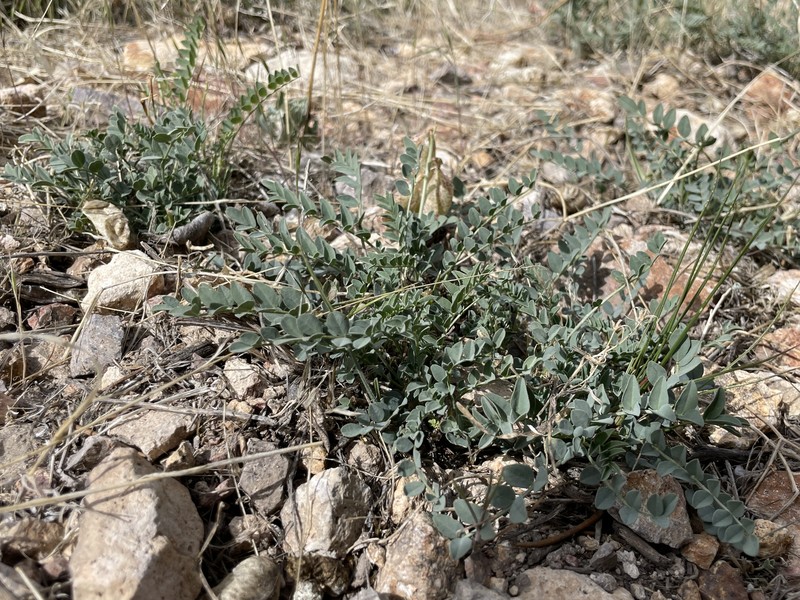 Astragalus oophorus var. oophorus photo 2