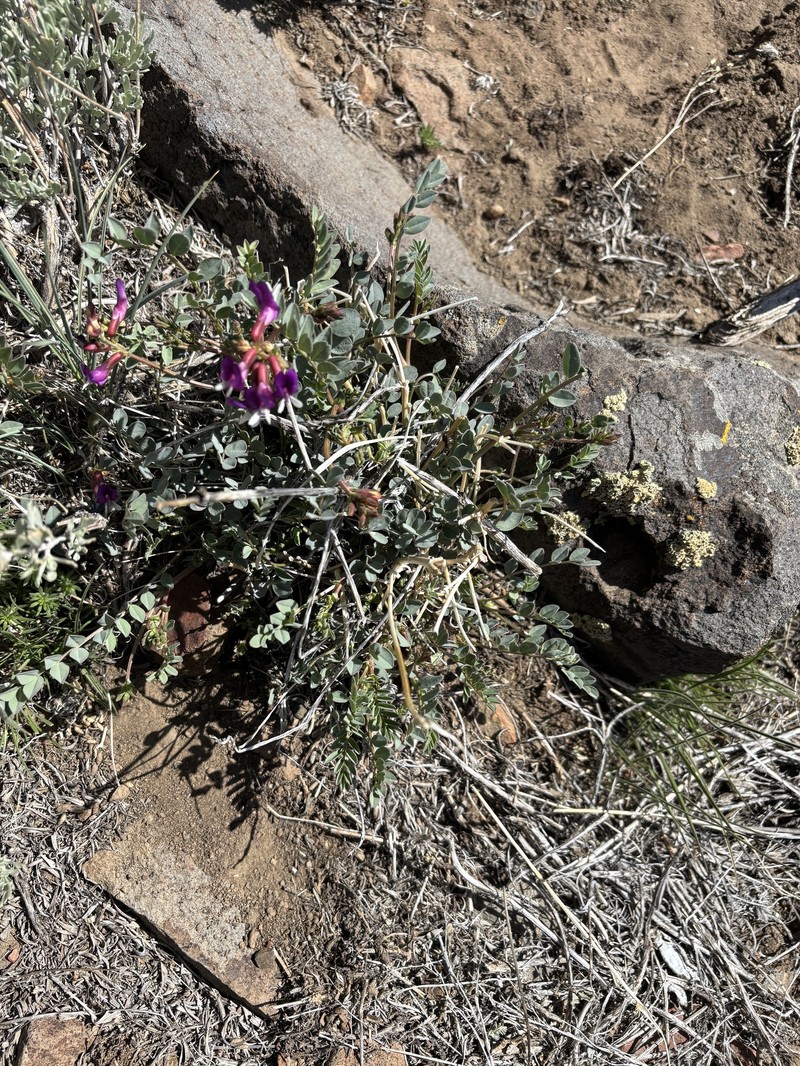 Astragalus oophorus var. oophorus photo 3