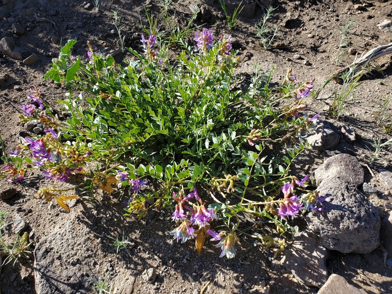 Astragalus oophorus var. oophorus photo 4