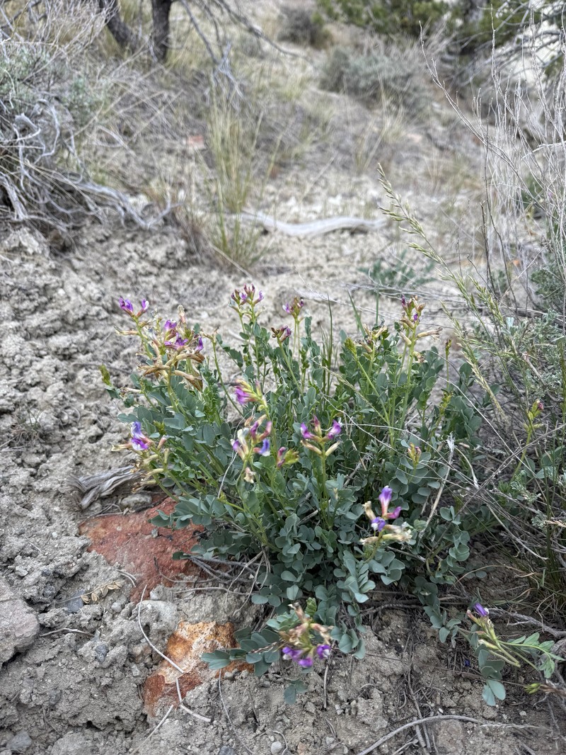 Astragalus oophorus var. oophorus photo 5