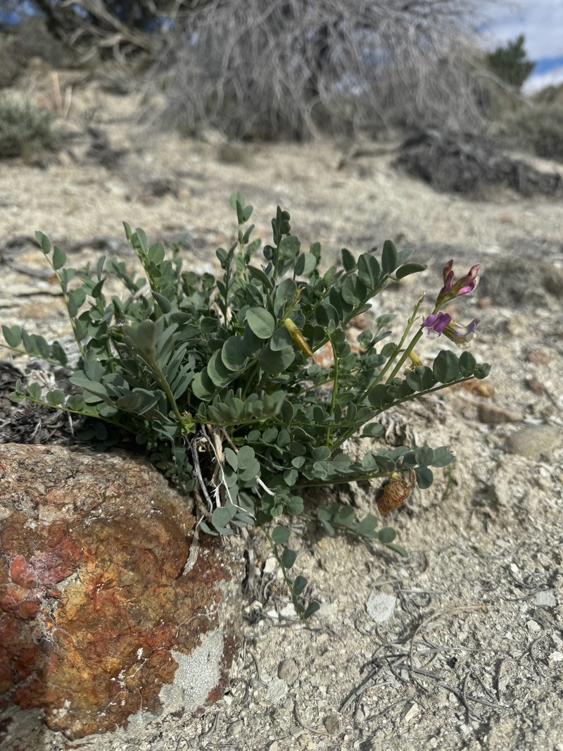 Astragalus oophorus var. oophorus photo 6