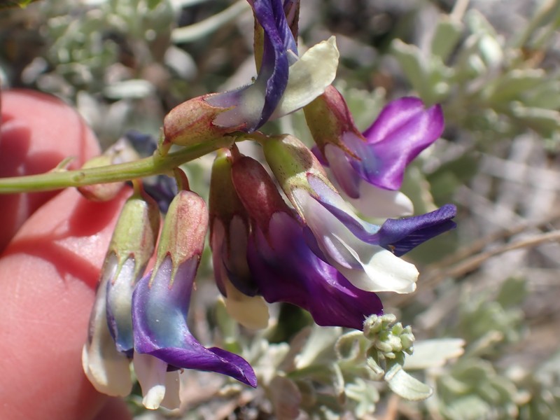 Astragalus oophorus var. oophorus photo 7