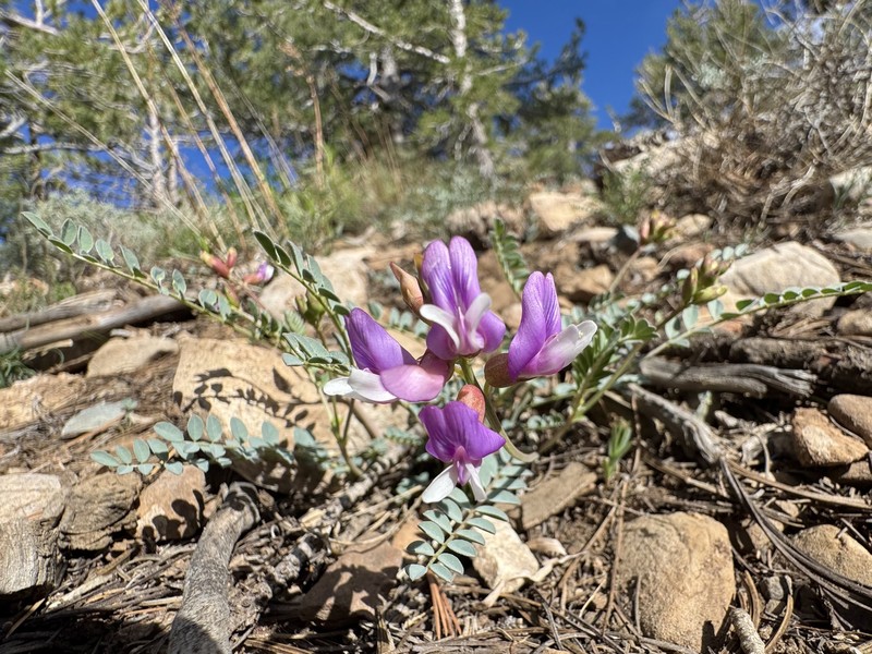 Astragalus oophorus var. oophorus photo 8