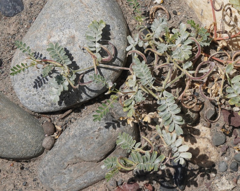Astragalus ophiocarpus