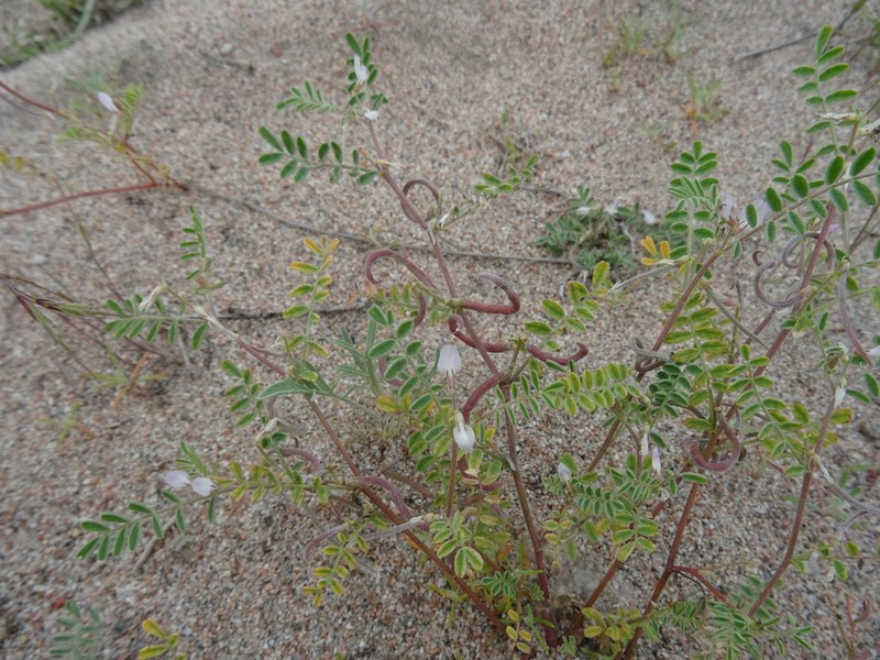 Astragalus ophiocarpus photo 2