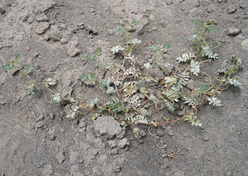 Astragalus ophiocarpus photo 4