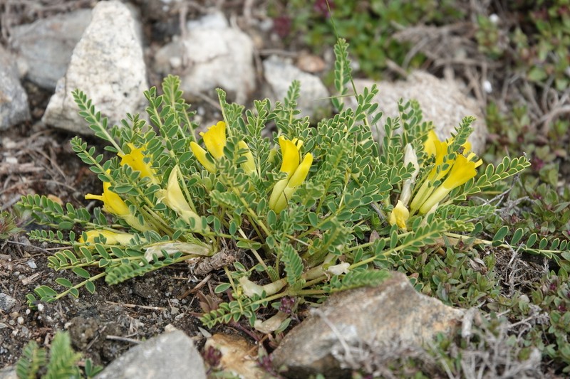 Astragalus oplites
