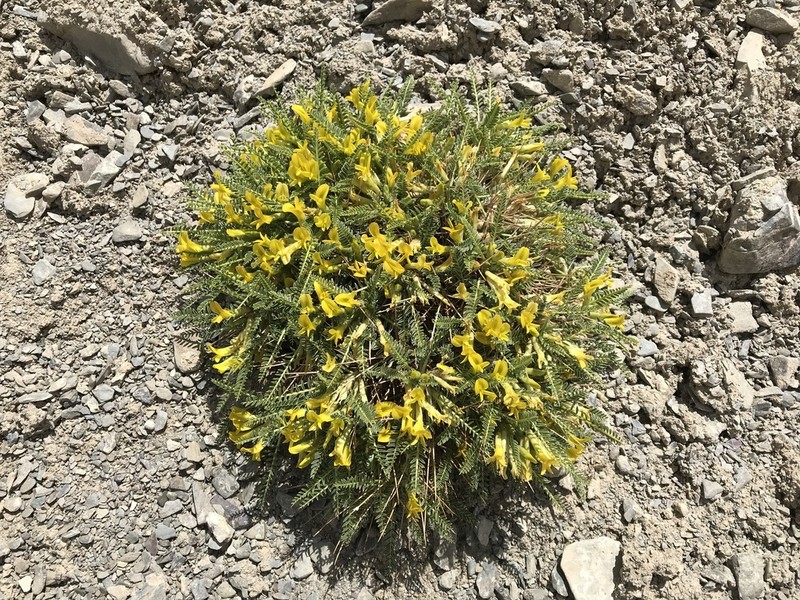 Astragalus oplites photo 2