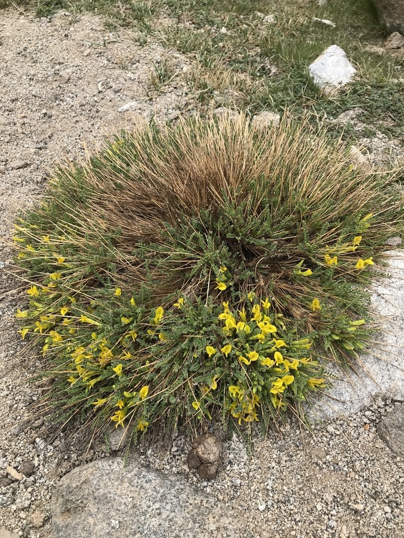 Astragalus oplites photo 3