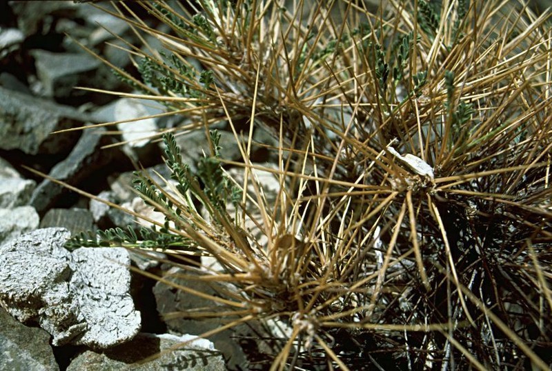 Astragalus oplites photo 4