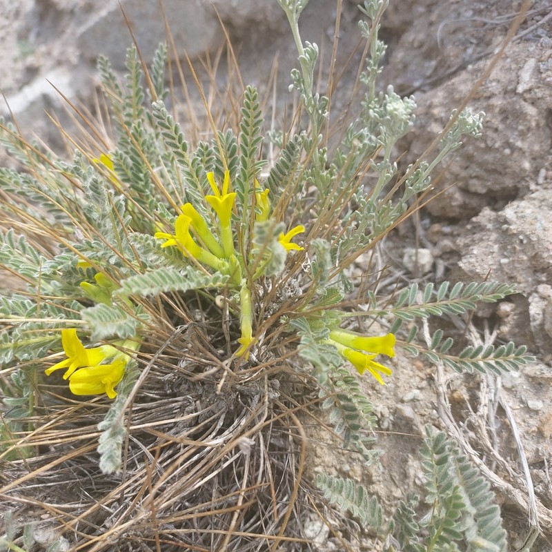 Astragalus oplites photo 5