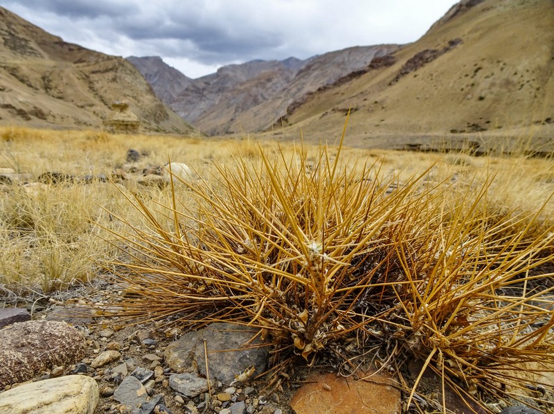 Astragalus oplites photo 6