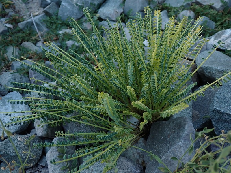 Astragalus oplites photo 7