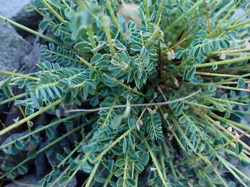Astragalus oplites photo 8