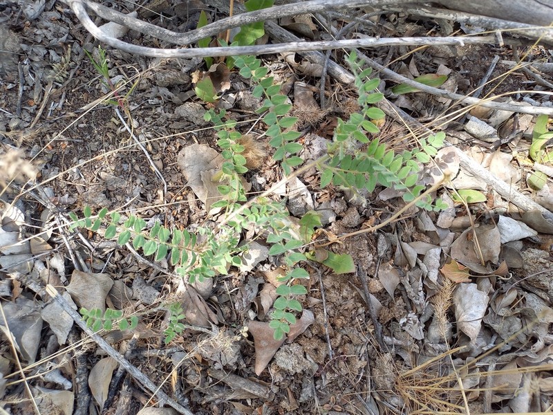 Astragalus orbiculatus