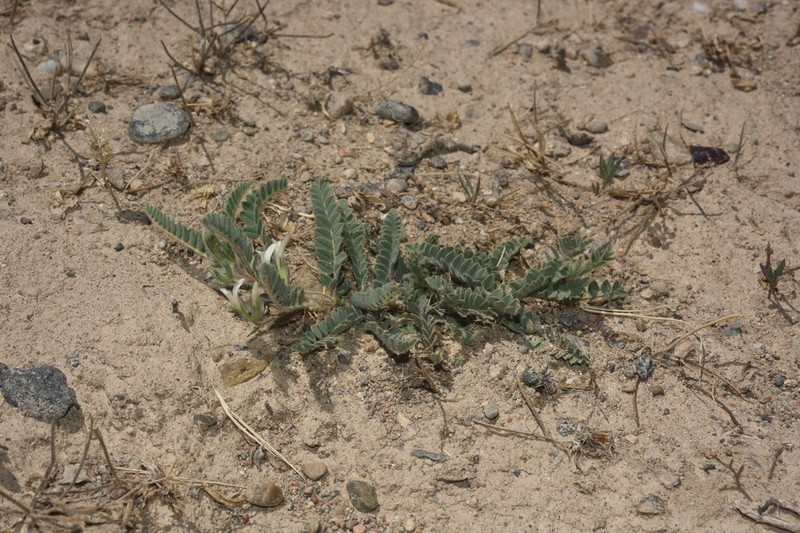 Astragalus orbiculatus photo 2
