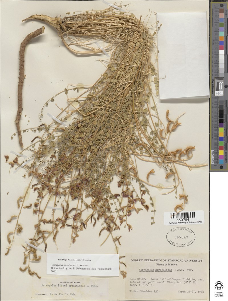Astragalus orcuttianus