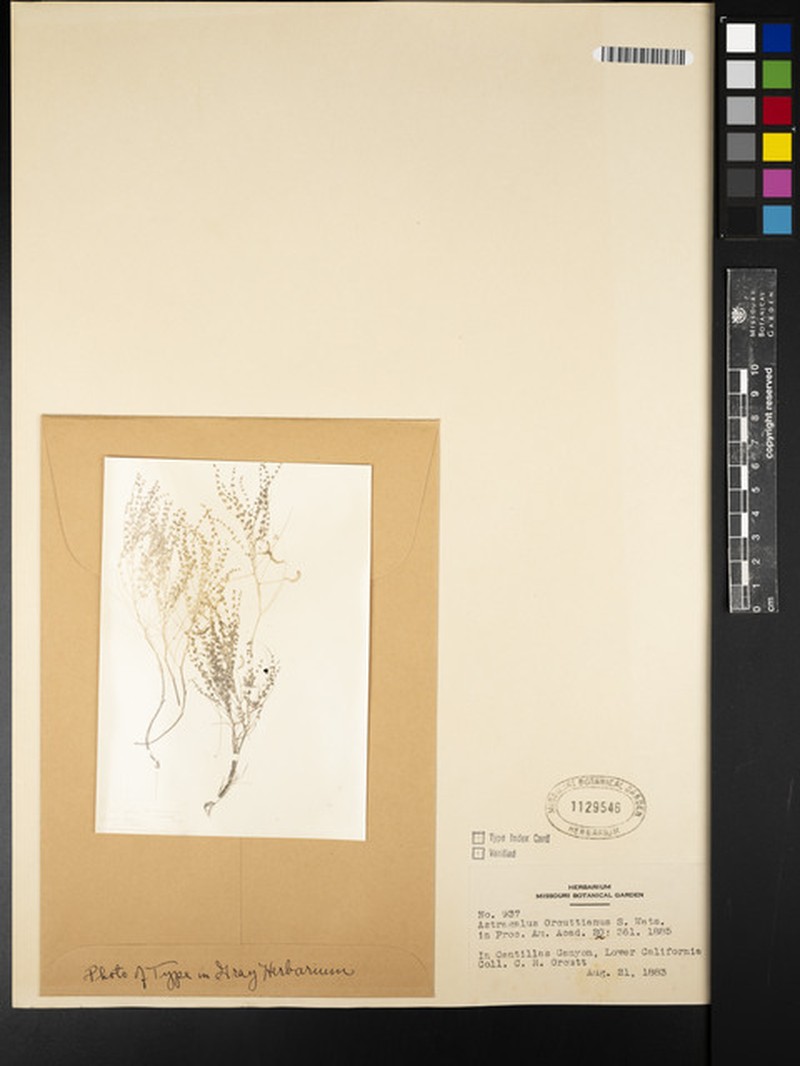 Astragalus orcuttianus photo 2