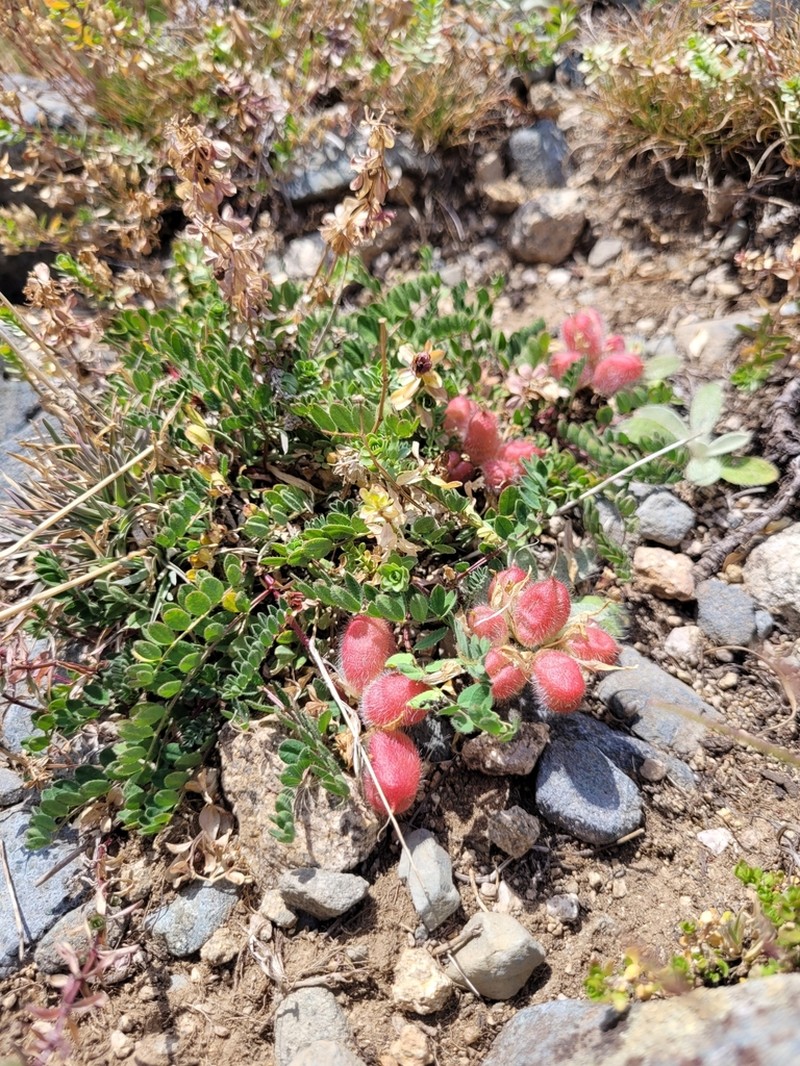 Astragalus oreades