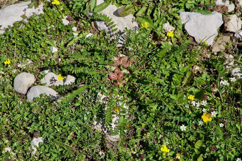 Astragalus oreades photo 2