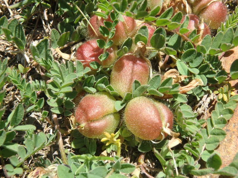 Astragalus oreades photo 3
