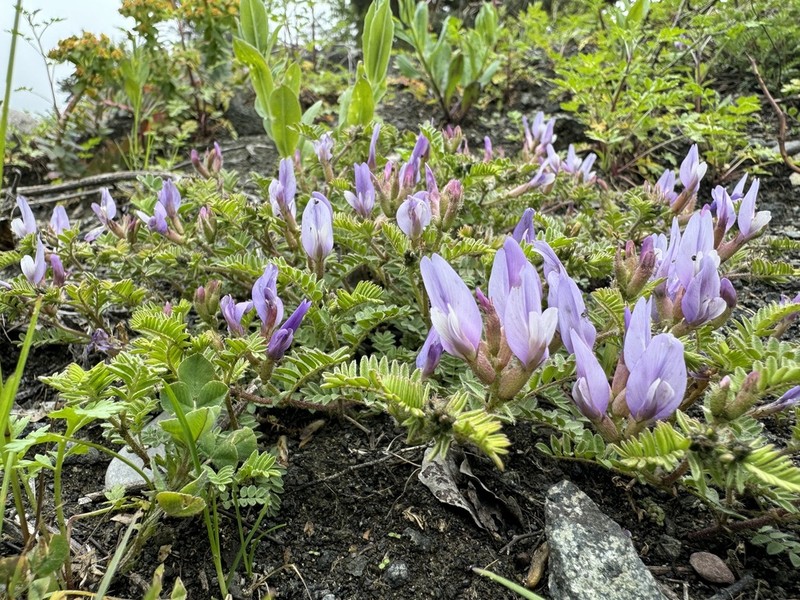 Astragalus oreades photo 4