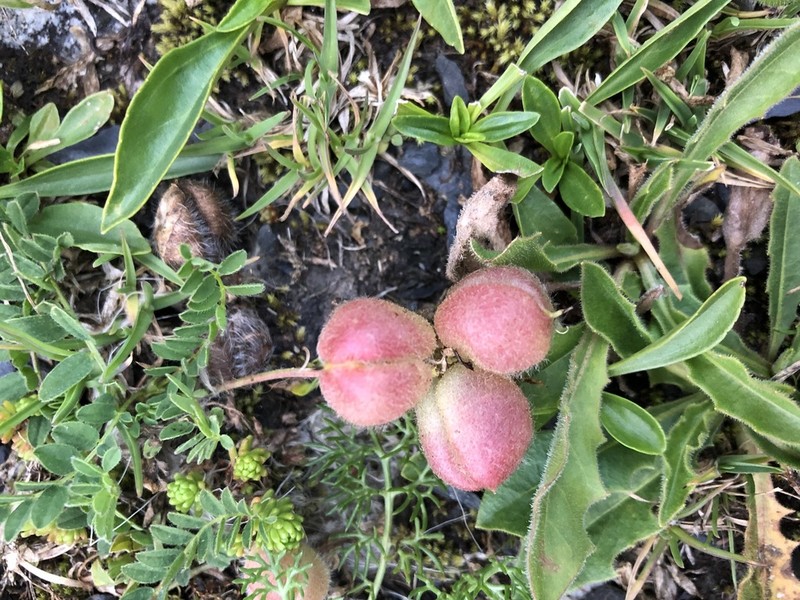 Astragalus oreades photo 5