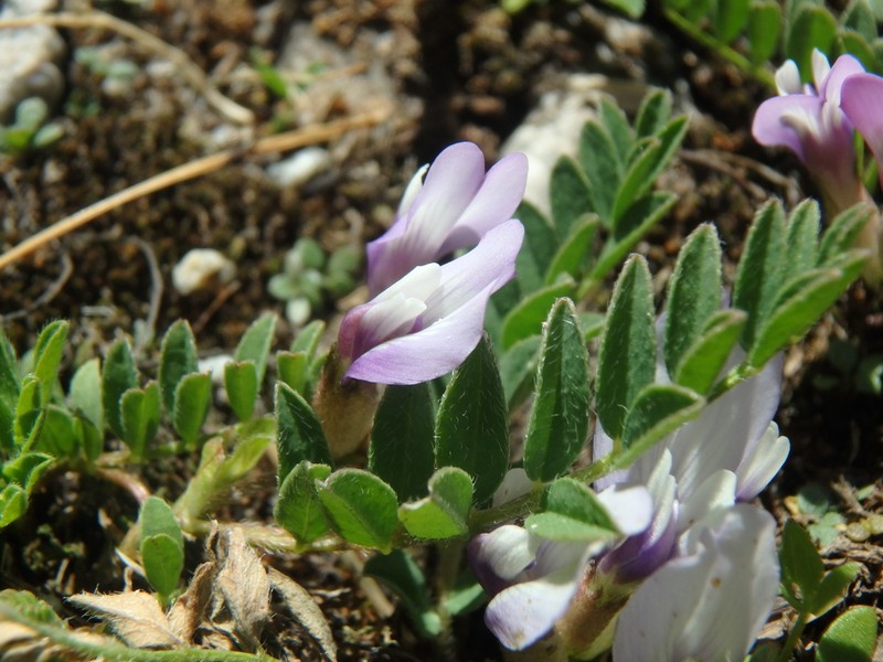 Astragalus oreades photo 6