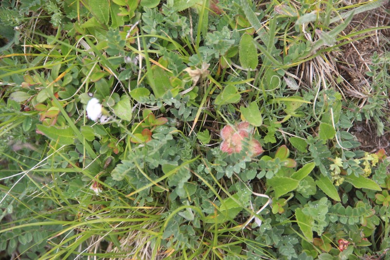 Astragalus oreades photo 7
