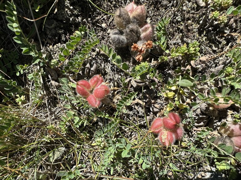Astragalus oreades photo 8