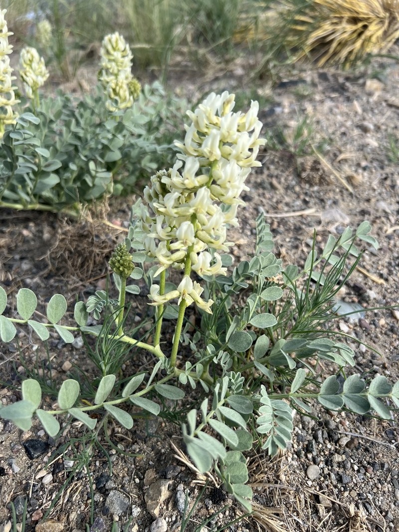 Oregon Milkvetch
