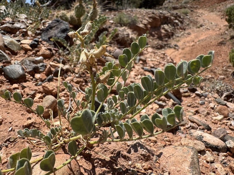 Oregon Milkvetch photo 2