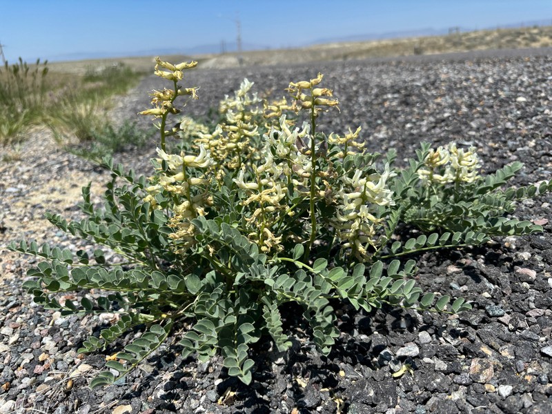 Oregon Milkvetch photo 3