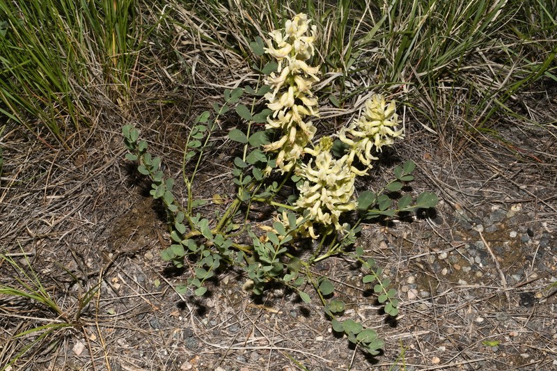 Oregon Milkvetch photo 4