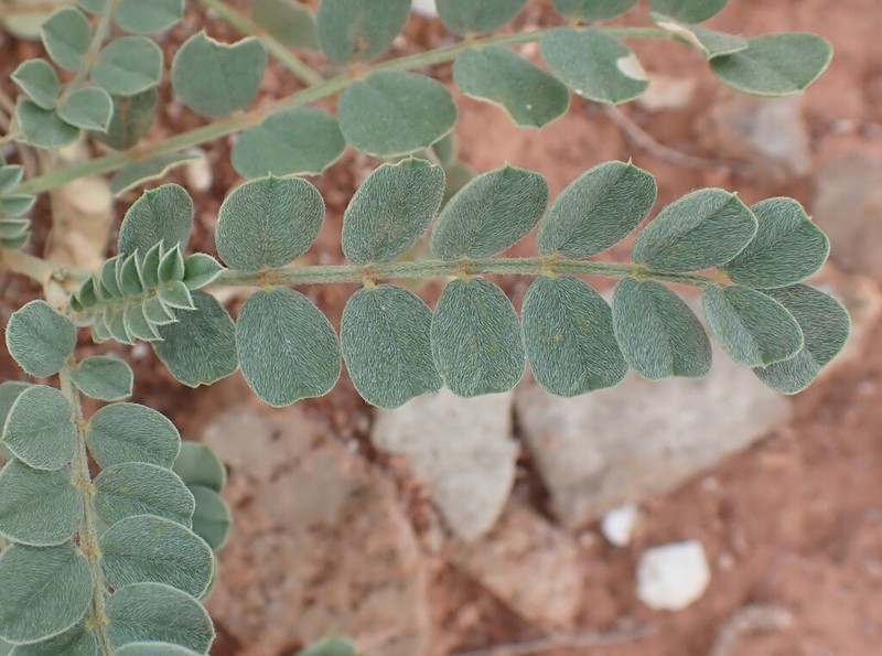 Oregon Milkvetch photo 5