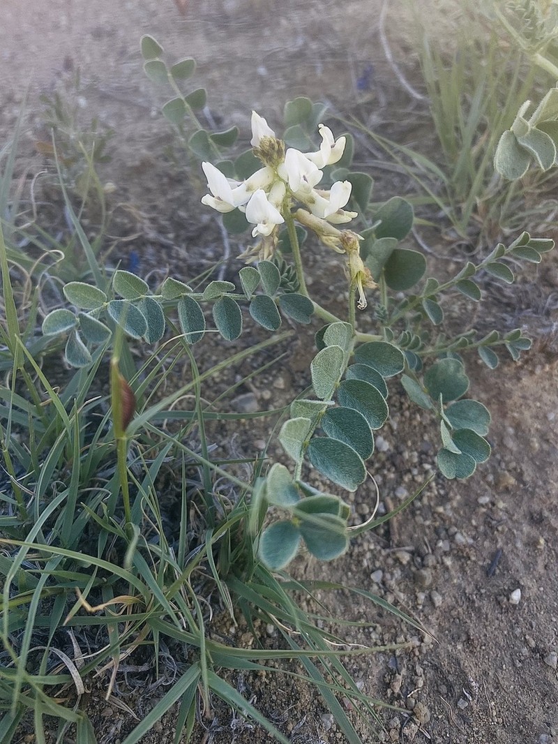 Oregon Milkvetch photo 6