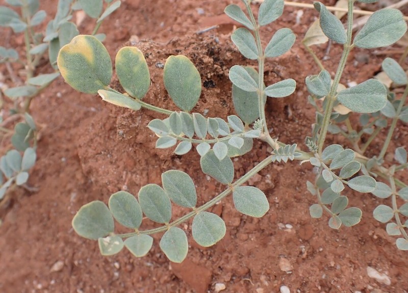 Oregon Milkvetch photo 7
