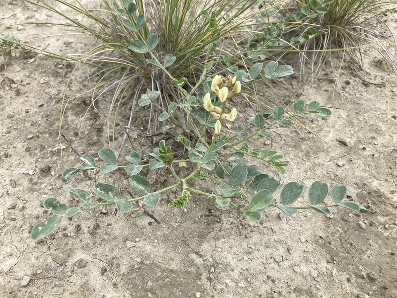 Oregon Milkvetch photo 8